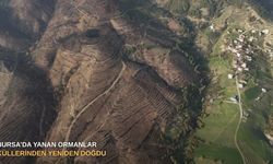 Bursa’da yanan ormanlar küllerinden yeniden doğdu