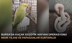 Bursa’da Kaçak Egzotik Hayvan Operasyonu: Mısır Yılanı ve Papağanlar Kurtarıldı!
