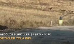 İnegöl’de sürücüleri şaşırtan sürü: Geyikler yola indi