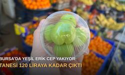Bursa’da yeşil erik cep yakıyor: Tanesi 120 liraya kadar çıktı