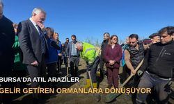 Bursa’da atıl araziler gelir getiren ormanlara dönüşüyor
