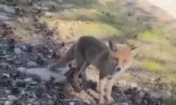 Bursa'da şaşırtan manzara: Herkes şaşkınlıkla izledi!