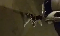 Bursa'da yürekleri ağza getiren sokak kavgası!