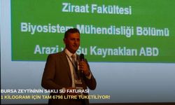 Bursa zeytininin saklı su faturası: 1 kilogramı için tam 6798 litre tüketiliyor!