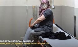 Bursa'da korkutan dakikalar: Bahçede çalışırken zehirli hayvan soktu!