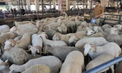 Bayramda o hatayı yapanın vay haline! Kurban cezaları resmen açıklandı