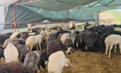 Bursa kurban pazarında hareketlilik dikkat çekiyor: Fiyatlar şaşırtıyor!