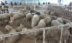 Bursa’da kurbanlık alırken şaşırtan karşılaşma: Kadınlar sektöre damgasını vurdu!