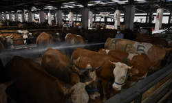 Bursa kurban pazarında maliyet krizi