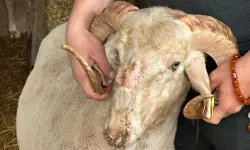 Bursa kurban sezonuna damga vuran görüntü: 3 boynuzlu koçun hikayesi merak uyandırıyor!