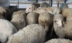 Bursa Nilüfer’de kurban kesim yerleri neresi? İşte belediyenin açıkladığı o liste!
