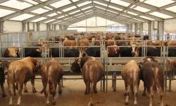 Bursa’da kurban mesaisi başladı: Fiyatlar dudak uçuklatıyor!