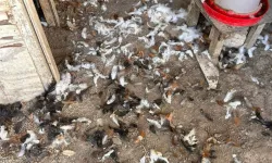 Bursa’da kümese giren sürpriz misafirler dehşet saçtı!