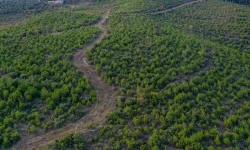 Bursa’da piknik yasağı başladı: Hangi mesire alanları açık? İşte ilçe ilçe tam liste...