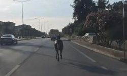 Bursa’da yola çıkan at trafiği birbirine kattı!