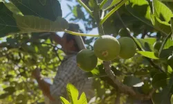 Bursa siyahı incirinde sezonun kaderi belirleniyor: Üreticiden “kritik” uyarılar!