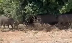 Bursa'nın göbeğinde sıra dışı misafirler