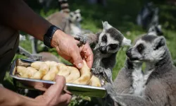 Bursa Hayvanat Bahçesi’nde yaz mesaisi: Penguenlerin klimalı oda keyfi görenleri şaşırtıyor!