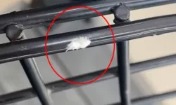 Bursa’da sıra dışı böcek kameralara yansıdı! Dikenli görünümü ilgi çekti