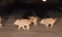 Bursa’da piknik alanında tehlikeli yakınlaşma!