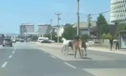 Bursa’da başıboş atlar trafikte kazaya davetiye çıkardı