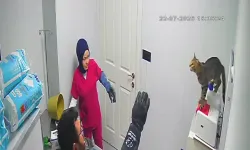 Bursa'da veteriner kliniğinde 'çılgın' kedi ortalığı birbirine kattı!