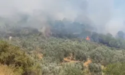 Bursa'nın Gemlik ilçesinde orman yangını