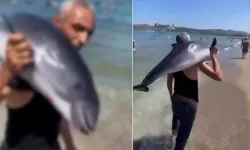 Bursa’da şoke eden görüntü! Kıyıya vuran yunusu sırtlayıp oradan uzaklaştı