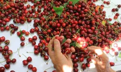Bursa kirazı dünyaya açılıyor! Gözler Avrupa ve Çin pazarında