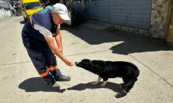 Bursa’da yürekleri ısıtan dostluk! Dayı isimli köpeğin hikayesi şaşırttı