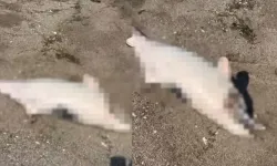 Bursa’da şoke eden manzara: Peş peşe kıyıya vurdular, halk ayakta!