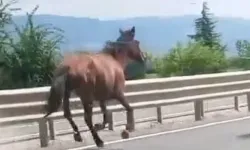 Bursa'da başıboş atlar trafikte dörtnala koştu!
