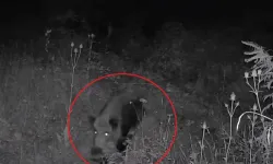 Bursa'da tarlaya fotokapan kurdu, karşılaştığı manzara şaşırttı! Ayı ve yavruları...