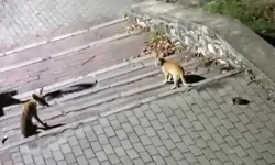 Bursa'da Tilki, Kedi ve Kirpi Aynı Parkta Bir Araya Geldi