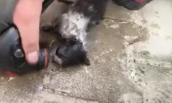Bursa'da itfaiye ekiplerinden hayat kurtaran müdahale