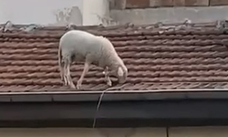 Bursa’da sıra dışı görüntü! Çatının üzerinde otlayan koyun şaşırttı