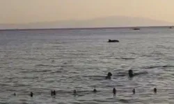 Bursa’da sahile kadar geldiler! Denize girenler şaşkınlıkla izledi