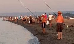 Karacabey sahillerinde istavrit bolluğu