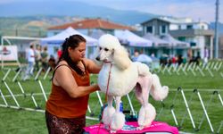 Bursa Gemlik’te nefes kesen yarışma: 70’ten fazla köpek ırkı podyumda böyle boy gösterdi!