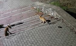 Bursa’da parkta sıra dışı karşılaşma! Gece yarısı üçü bir araya geldi