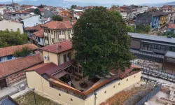 Bursa’da 300 yıllık ağacın sırrı! Hikâyesi Zeki Müren’e uzanıyor