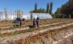 Bursa’da zarar eden çiftçinin yeni kazancı şaşırtıyor! Kilosu 400 liradan satılıyor