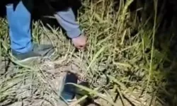 Bursa’da pes dedirten kaçak av yöntemi! Düzeneği tüpün içine gizlediler