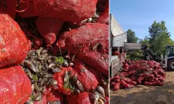 Bursa'da otoyolda durdurulan araçlardan tam 8 ton midye çıktı!