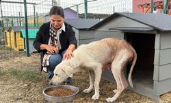 Bursa’da kötü koşullardan kurtarılan köpeğe yeni hayat!