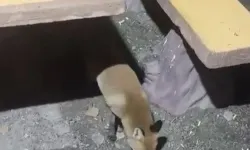 Uludağ’da şaşırtan anlar! Aç kalan tilki vatandaşların yanına geldi