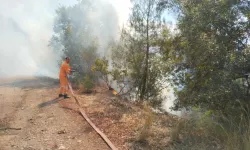 Bursa’da ormanlık alanda korkutan görüntü! Ekipler bölgeye akın etti