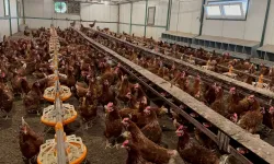 Bursa’da 59,5 milyon TL’lik proje! Günde 200 binden fazla yumurta üretilecek