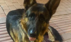 Bursa'da kaybolan köpeğini arıyor! Bulana ödül verecek