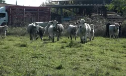 Bursa’dan ithal ete yerli çözüm! Boz ırk sığırlar devrede